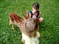 whitetail-deer-fawn-named-bambi.html