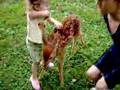 Whitetail Deer Fawn named Bambi