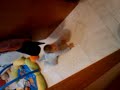 video-2009-11-22-11-38-41