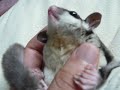 sugar glider / massage for momonga part2