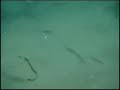 New and Improved Underwater Bluefish Video New and Improved Underwater Bluefish Video