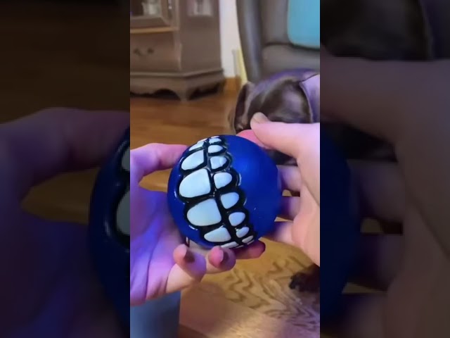 САМЫЕ ВКУСНЫЕ ИГРУШКИ ДЛЯ СОБАК
