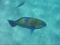 Snorkling i R�dehavet