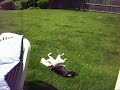 roll, roll, roll in z hay
