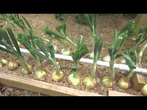 how to harvest onions uk