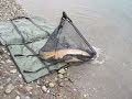 carpa a mosca carpa a mosca