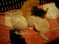 videos de Bebes persas e maine coon