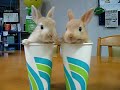 Here are two little cute rabbits in two cups!