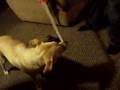 dog-sicle