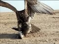 ستل جناحة ثم حام - من روائع الضبعان.mp4