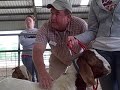 Selecting a 4-H Market Goat Prospect - Part 1 Selecting a 4-H Market Goat Prospect - Part 1