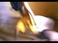 videos de Video-tatu