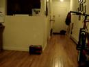Cat/Dog-Take 2