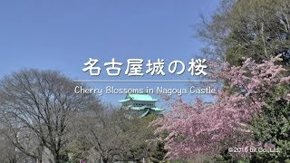 Aichi Nagoya Castle Sakura