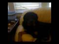 videos de Rocking Singing