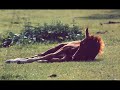 Please Stop Horse Cruelty
