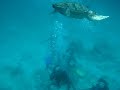 Cancun/Cozumel Diving