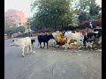 Cows Eating from Waste at Jaipur Rajasthan India