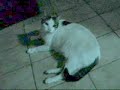Glob - Gato Gordo do Gordo