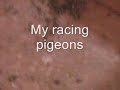 My racing pigeons 1.wmv