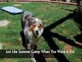 Dog Training Camp San Diego - Australian Shepherd