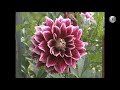 Dahlia Sellwood Glory Dick Beyerly