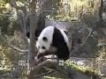 Sunday Morning With Mei Xiang