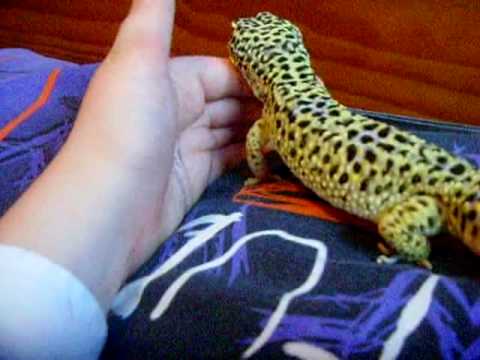 male leopard