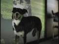 Krazzy Dog