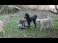 Alchmy Poodle Pack
