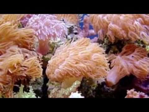 how to care for pulsing xenia