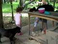 videos de Lily & les poussins