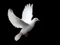 OLIMPO CARDENAS - TRISTE OFRENDA.wmv