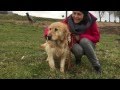 Tania - Golden Retriever