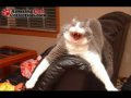 The Many Moods of Kitty Cats