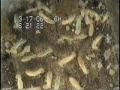 Active Termites
