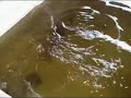 Giant Fish Giant Fish