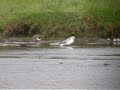 Grey Phalarope