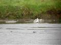 videos de Grey Phalarope