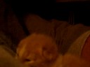little fuzzy and littler fuzzy