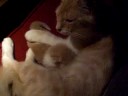 little fuzzy and littler fuzzy