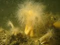 Discoverydivers in de winter (deel II)