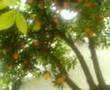 Orange and Lemon !