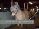 Underbara djur