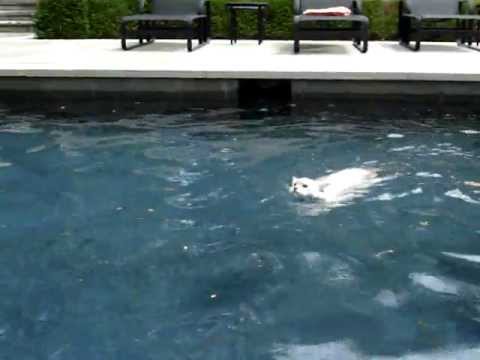 0 Ragdoll Cats Swimming
