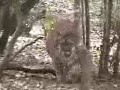 Awesome Puma
