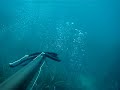 chasse sous marine biotoise dorade 2