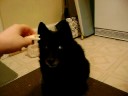 Addy the schipperke\