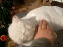 Semmel the cuddly Cat Semmel the cuddly Cat