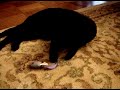 Noche and his Birthday Toy